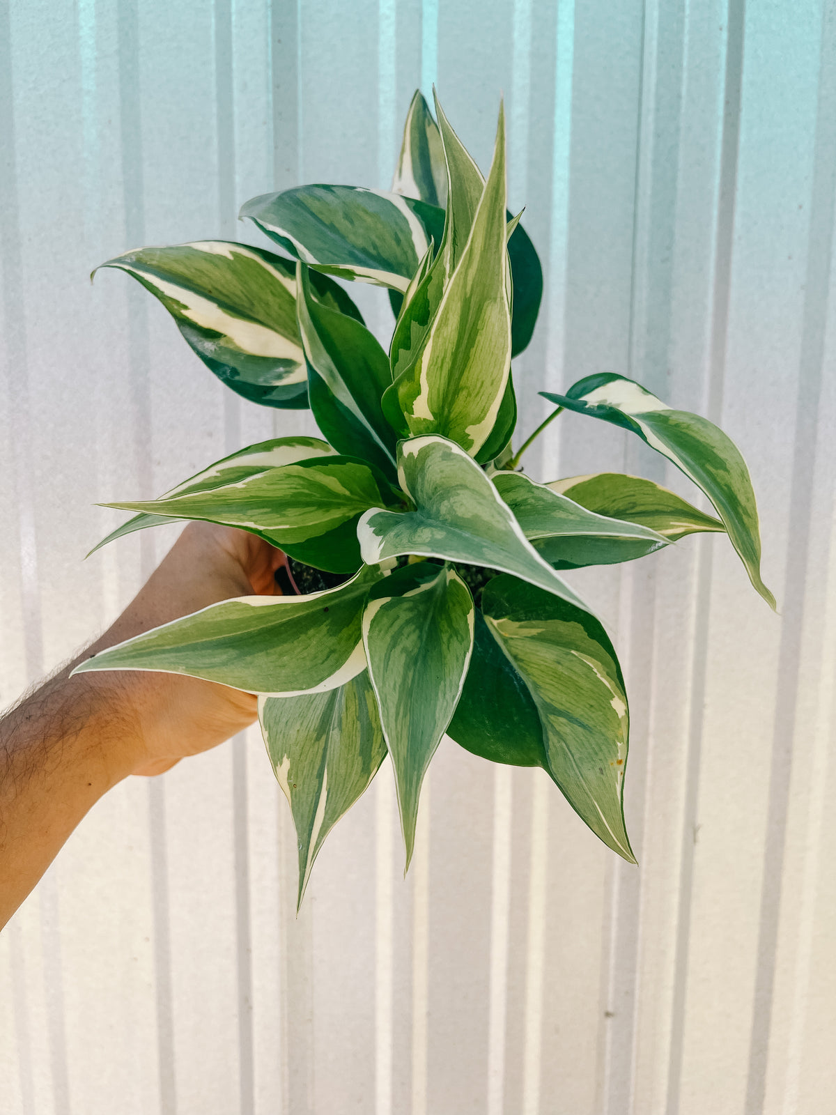 4" Philodendron 'Silver Stripe' (highly variegated)