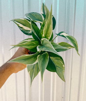 4" Philodendron 'Silver Stripe' (highly variegated)