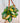 6" Hoya ‘Australis Lisa’ (Hanging Basket)