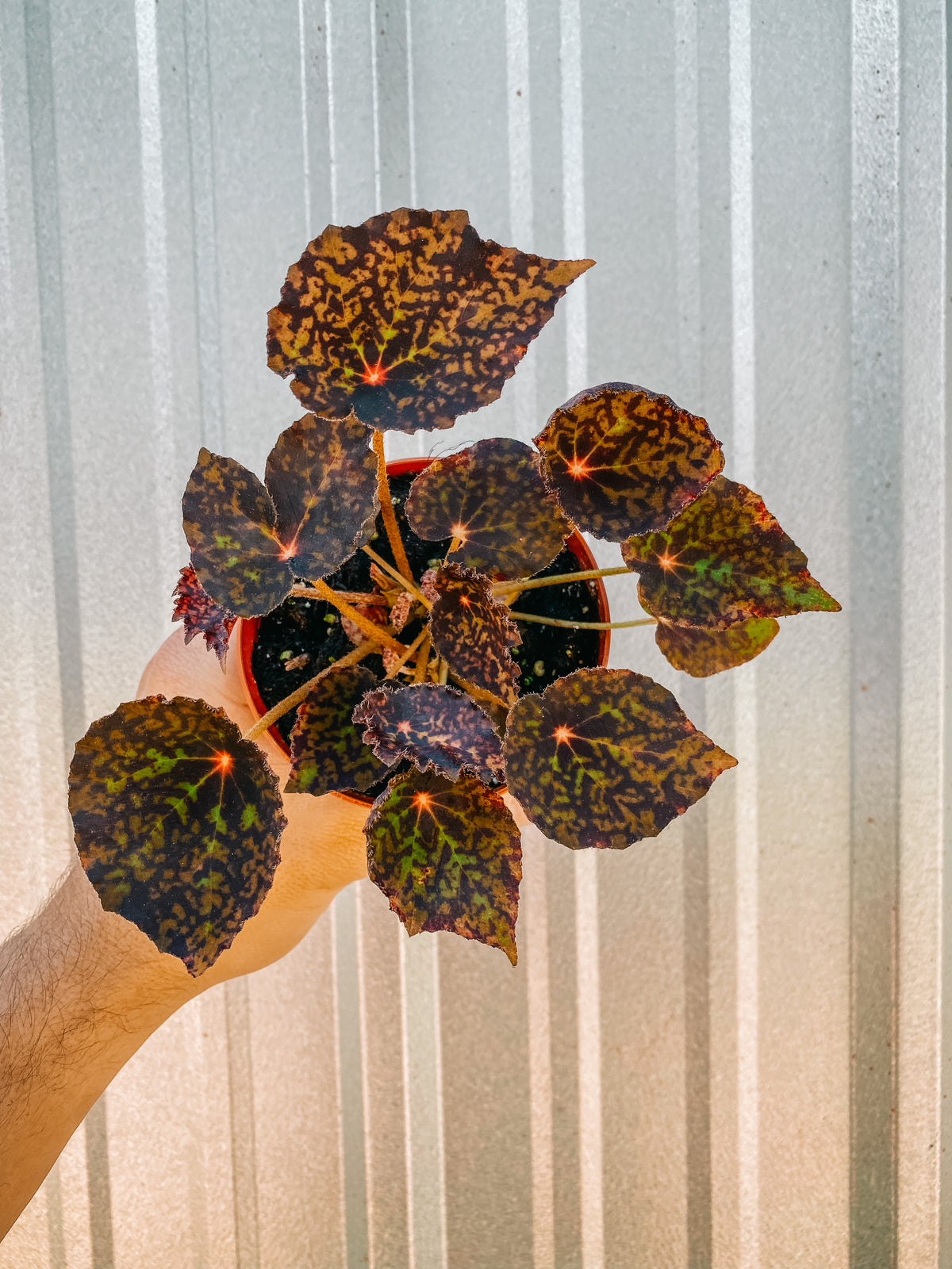4" Begonia 'Red