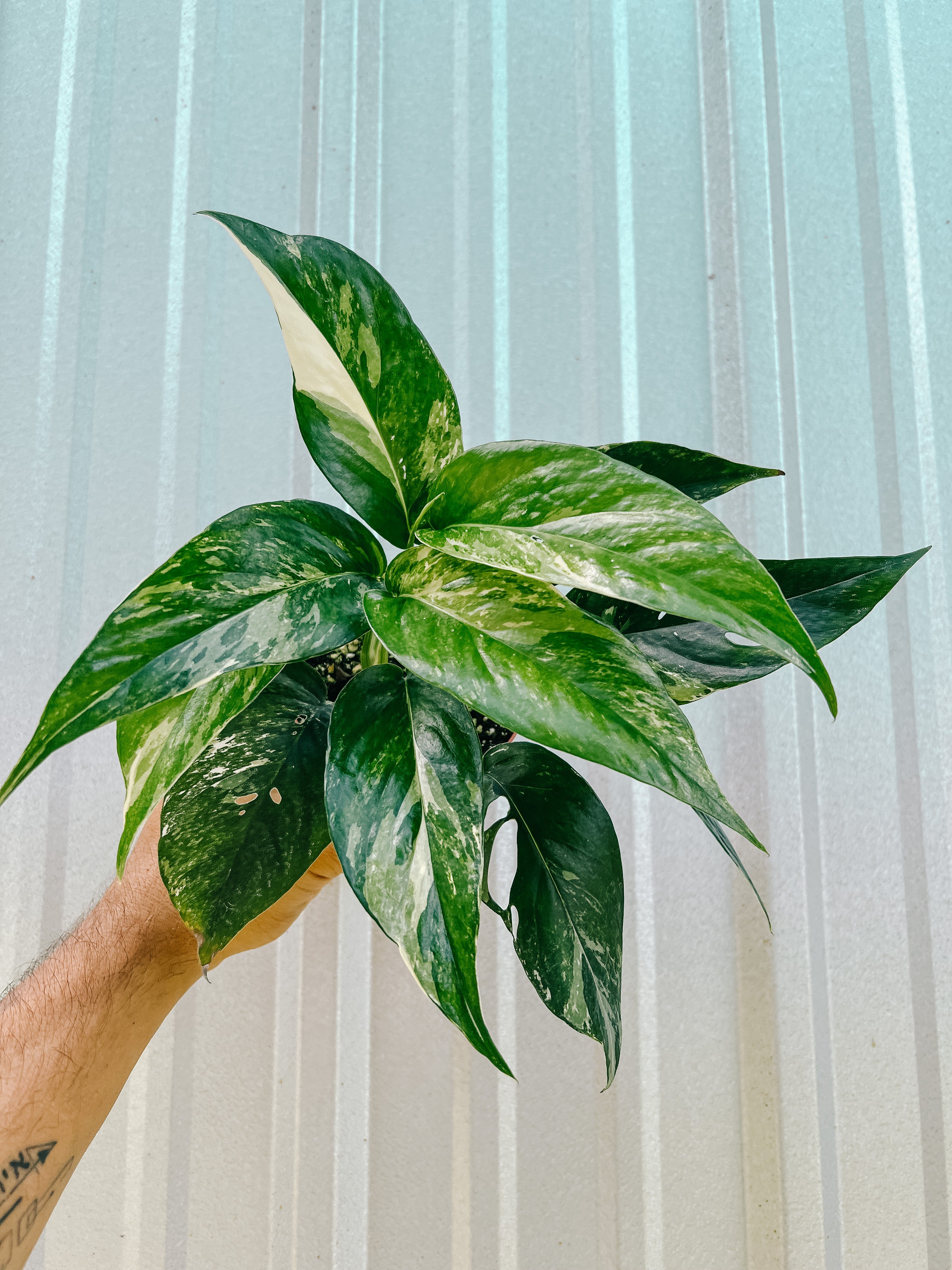 albo pothos 4" Epipremnum Pinnatum Albo Variegated – BWH Plant Co