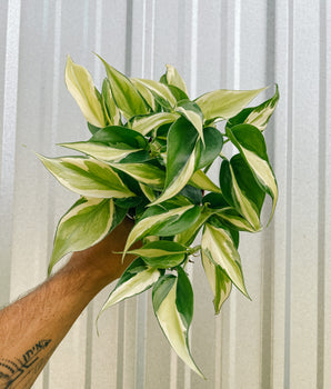 4" Philodendron 'Silver Stripe'