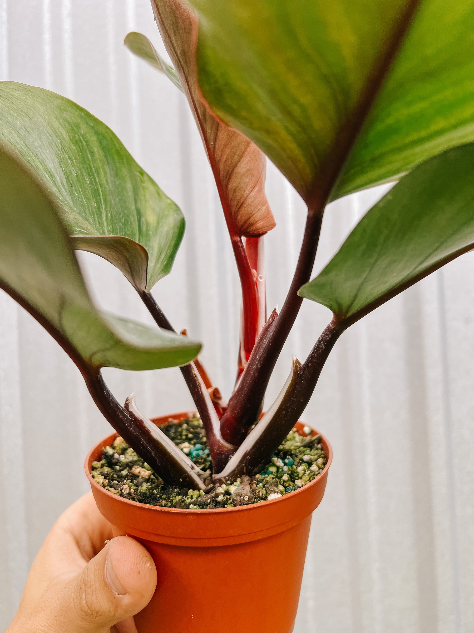 4" Philodendron 'White Knight' (low color)
