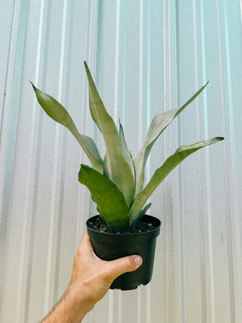 snake plant 6 6" Sansevieria 'Moonshine' – BWH Plant Co