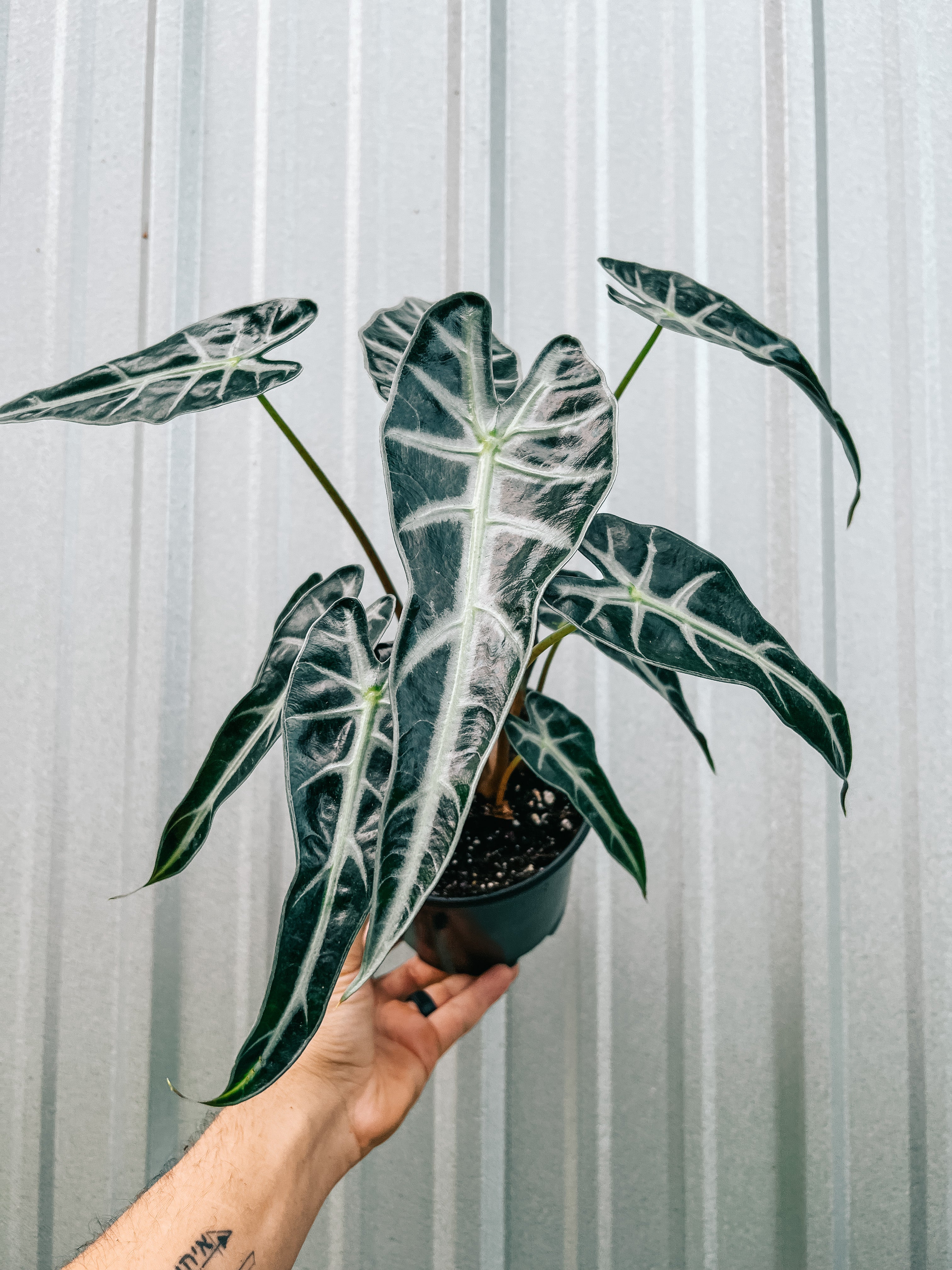 philodendron bambino 6" Alocasia 'Bambino'