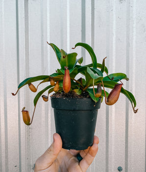 4" Nepenthes x Lady Luck