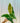 5" Variegated Philodendron 'Subhastatum'