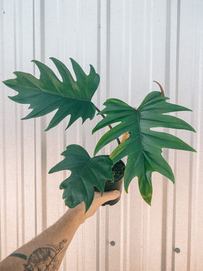 6" Philodendron 'Mayoi'