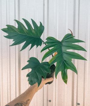 6" Philodendron 'Mayoi'