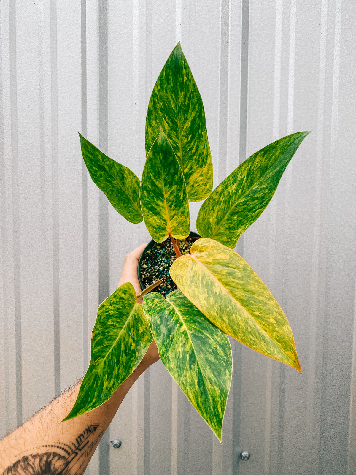 4" Philodendron 'Painted Lady'