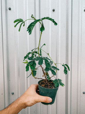 4" Mimosa Pudica 'Sensitive Plant'