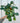 6" Maranta Leuconeura Red ‘Prayer Plant’ (hanging basket)