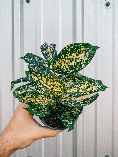 落葉樹 2025.07.25 Florida variegated. 落葉樹 2025.07.25 Florida variegated. Musa 'Florida' variegated