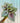 6" Begonia 'Harmony's Ember'