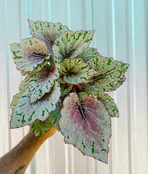 6" Begonia 'Harmony's Ember'