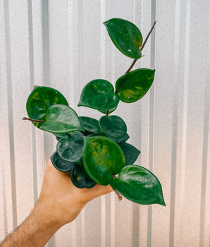 4" Hoya 'Chelsea'