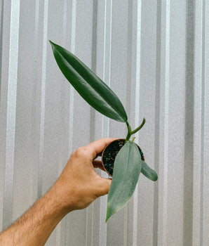 3" Philodendron 'Silver Sword' (Narrow Form)