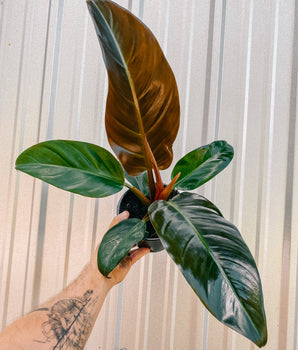 6" Philodendron 'Imperial Red'