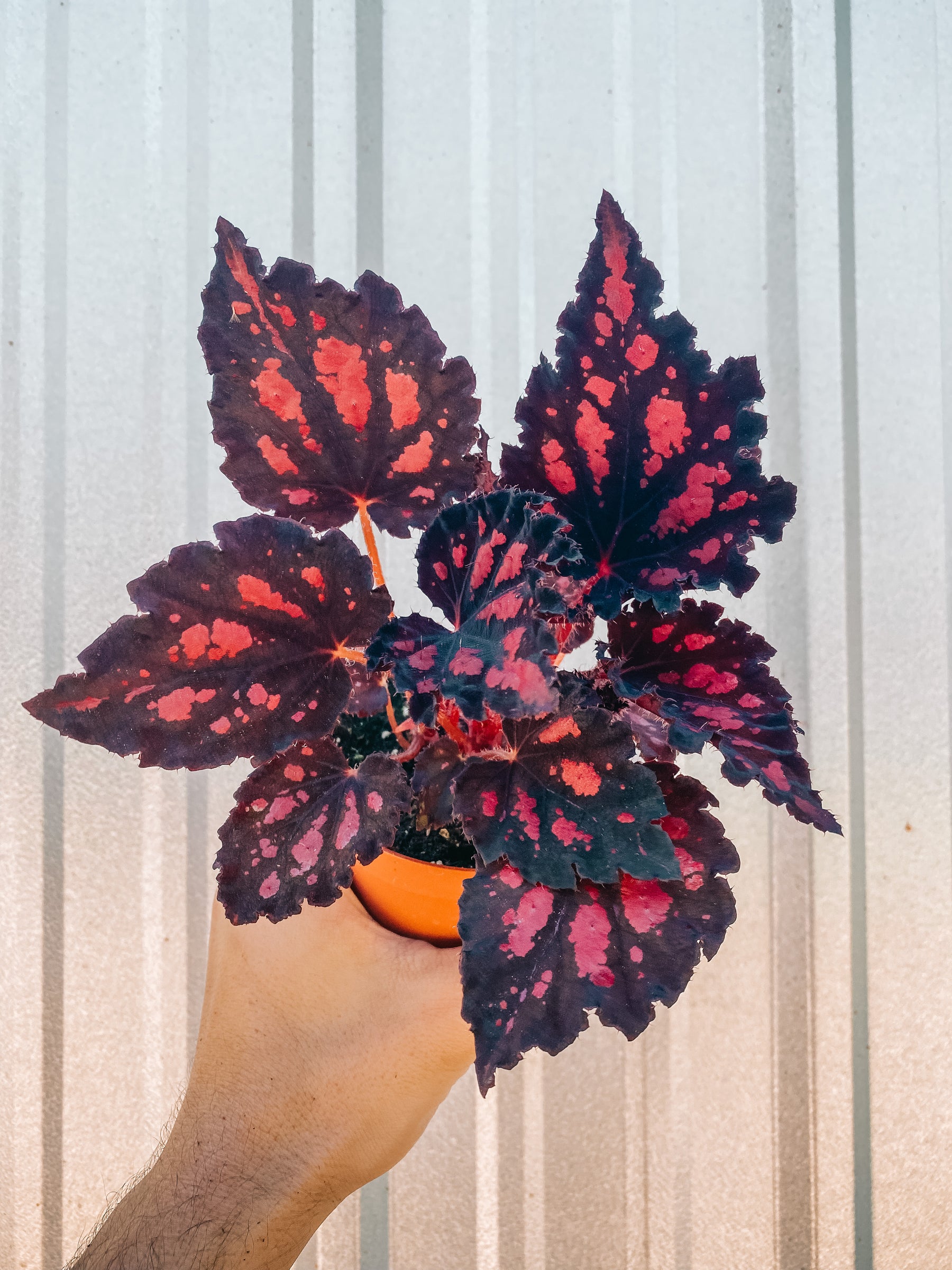4" Begonia 'Harmony's Red Hots'