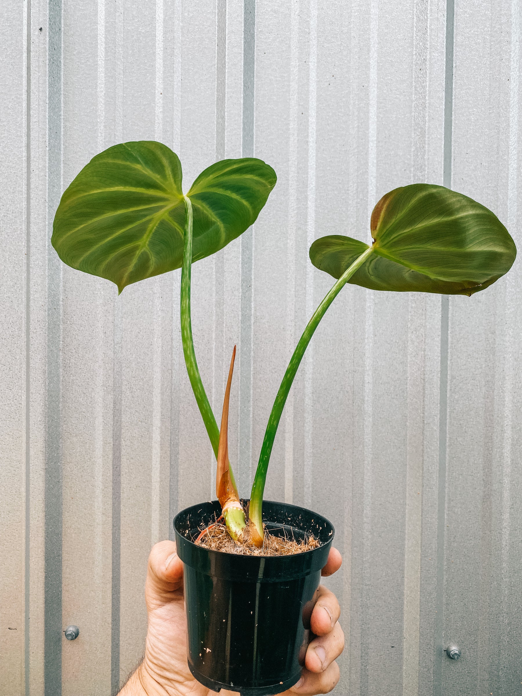 4" Philodendron 'Luxurians'