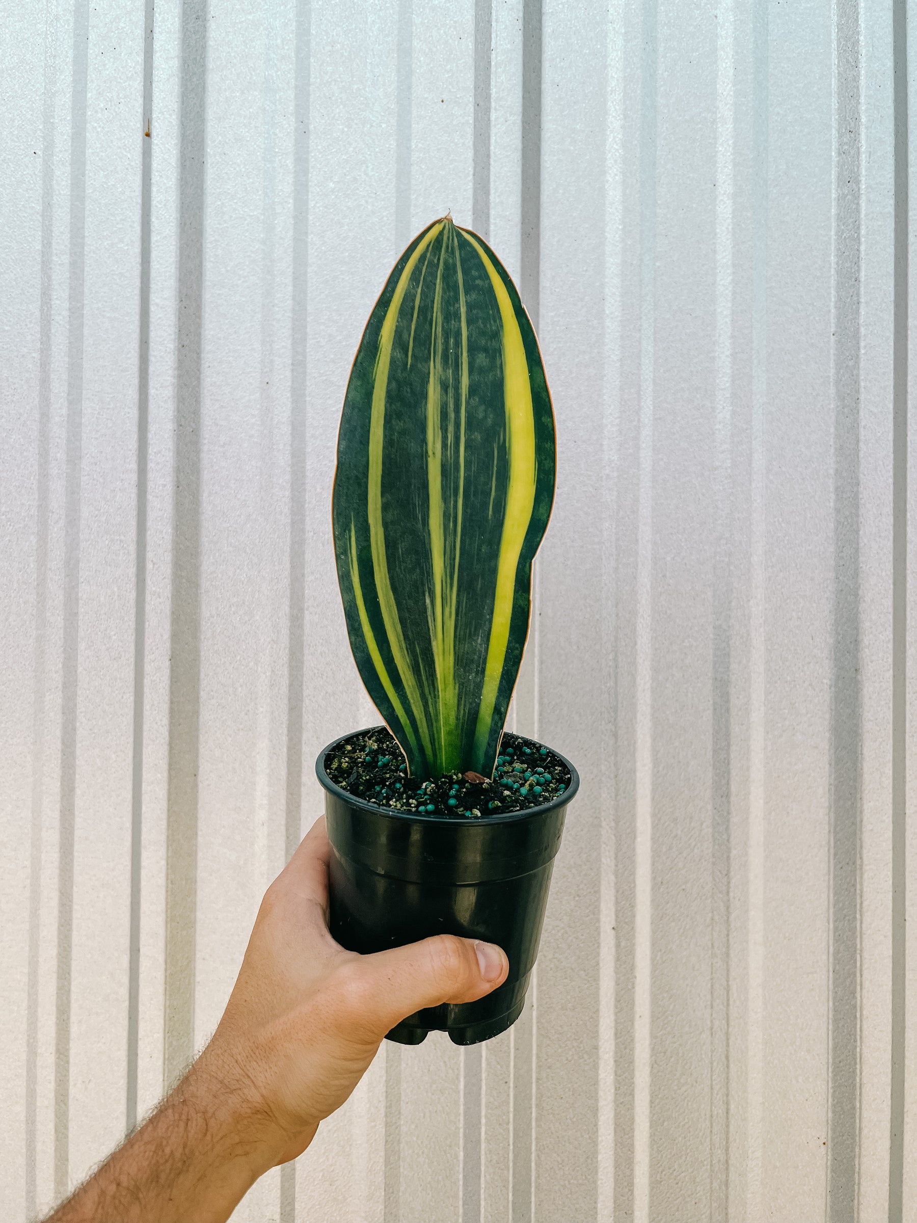 5" Variegated Sansevieria 'Whale Fin'