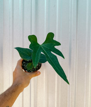 4" Anthurium 'Podophyllum'
