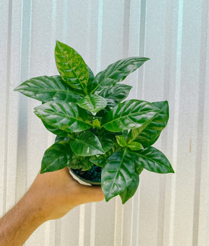 4" Arabica ‘Coffee Plant’
