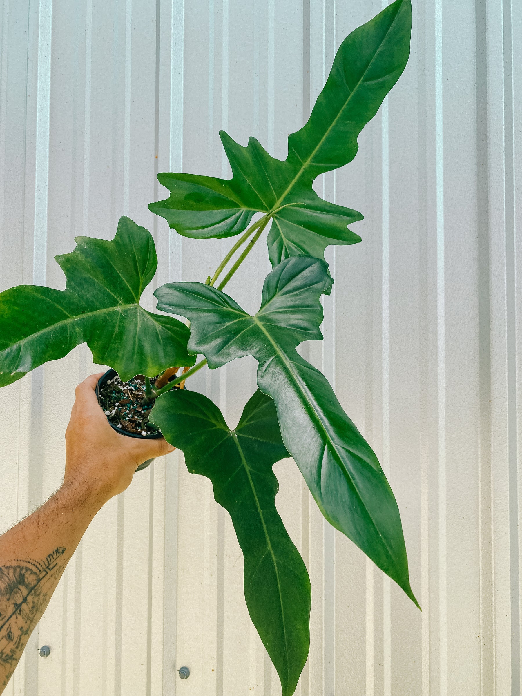 5" Philodendron 'Green Dragon'
