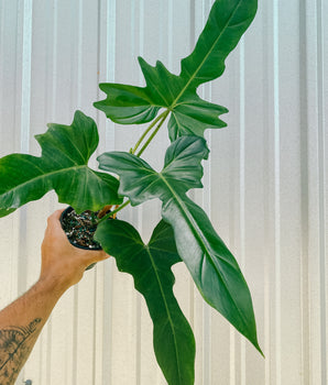5" Philodendron 'Green Dragon'