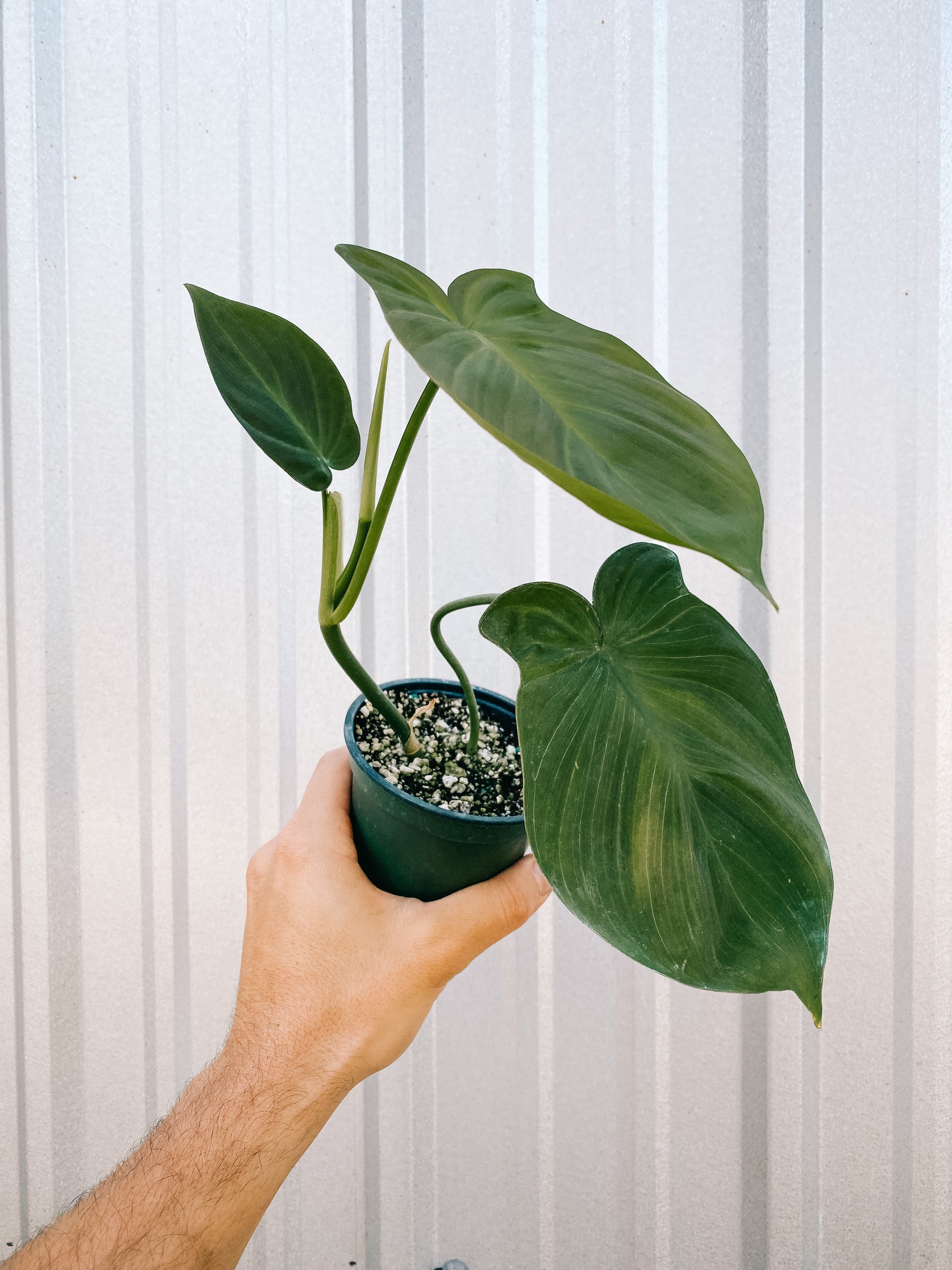 4" Philodendron