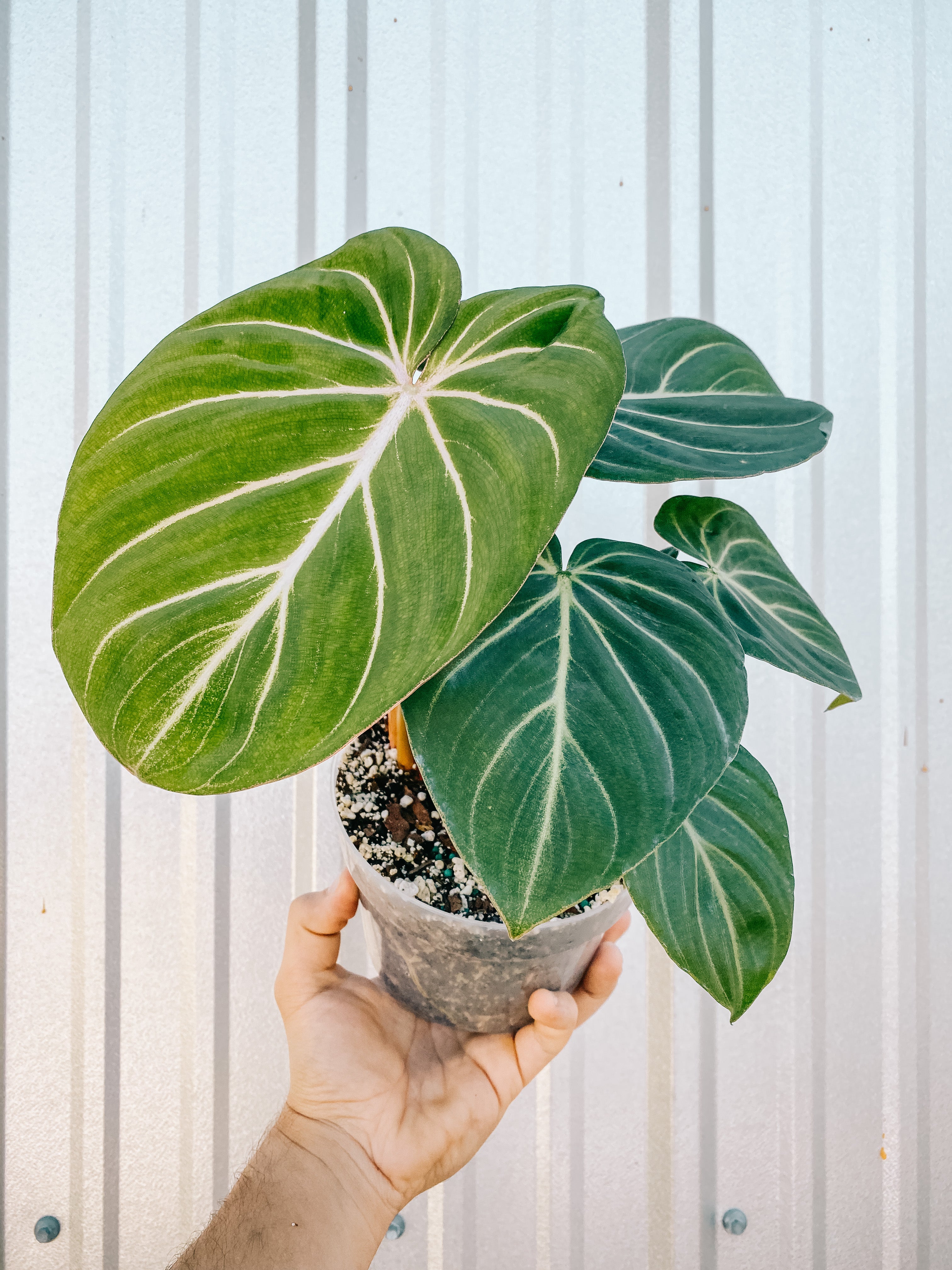 philodendron gloriosum indoors 6" Philodendron 'Gloriosum' – BWH Plant Co