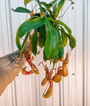 6" Nepenthes x Alata 'Pitcher Plant'
