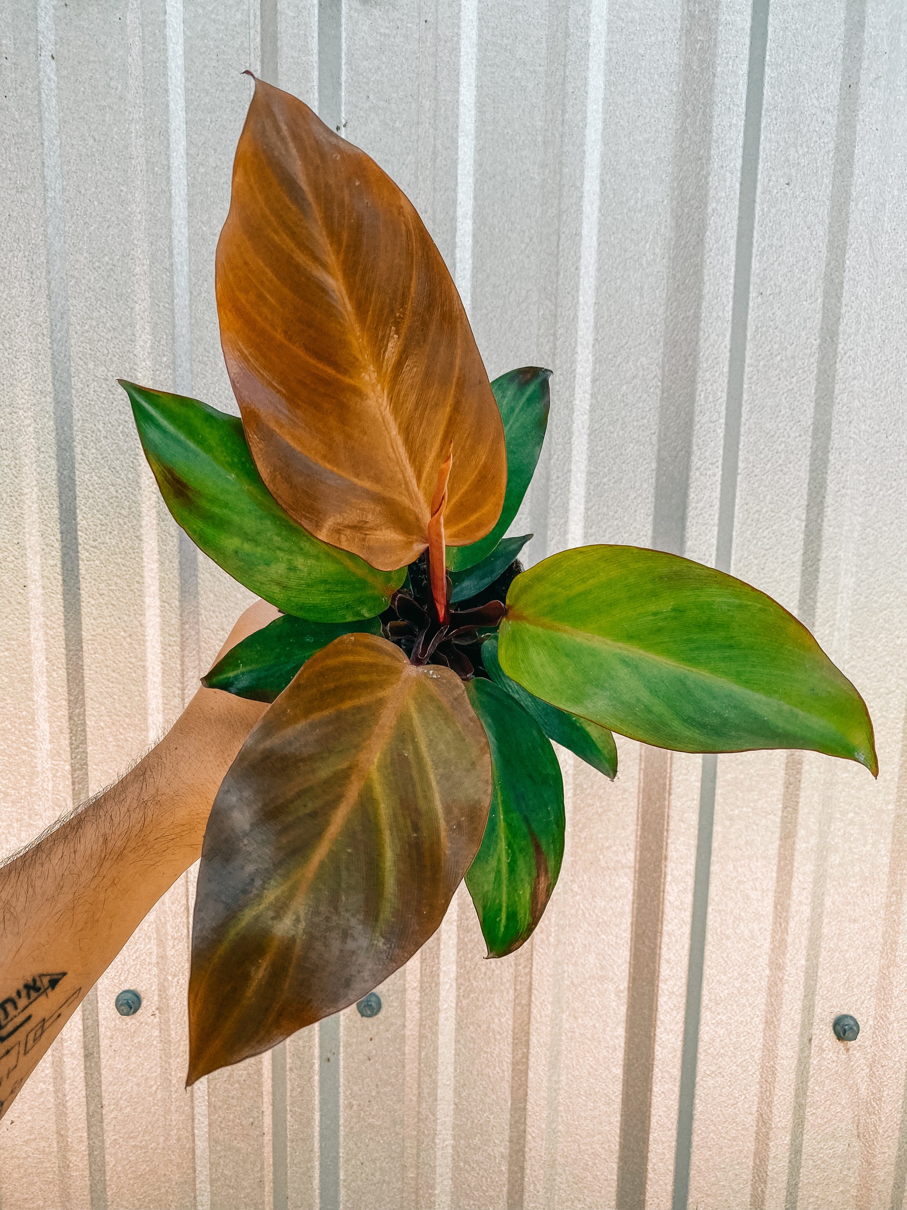 4" Philodendron 'Mccolley's Finale'