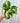 4" Philodendron ‘Brasil’