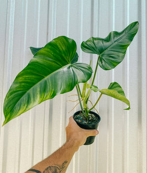 5" Philodendron 'domesticum' (reverted)