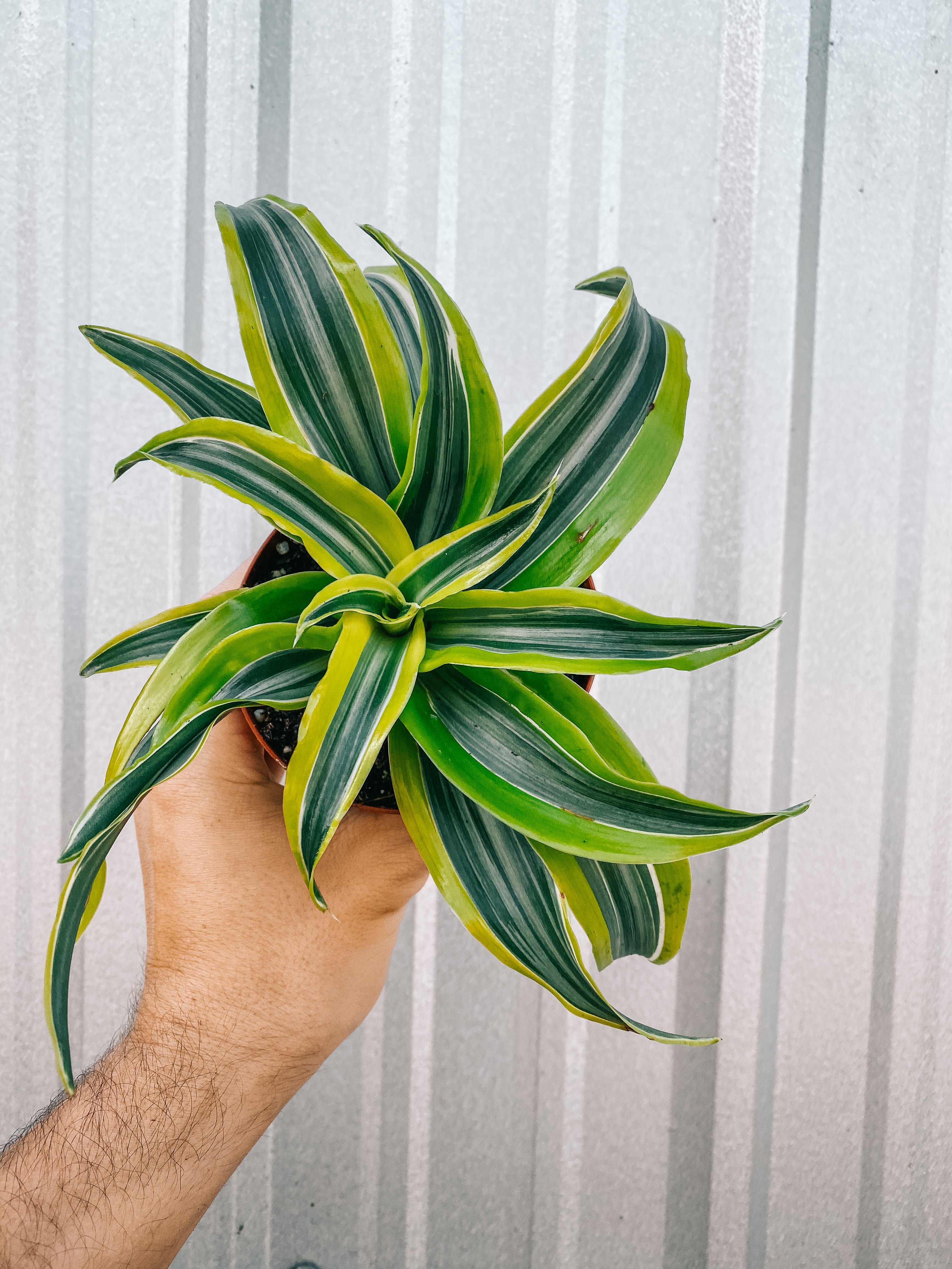 dracaena fragrans lemon lime 4" Dracaena 'Lemon Lime' Dragon Tree – BWH Plant Co