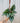 6" Begonia 'U604' (Hanging Basket)