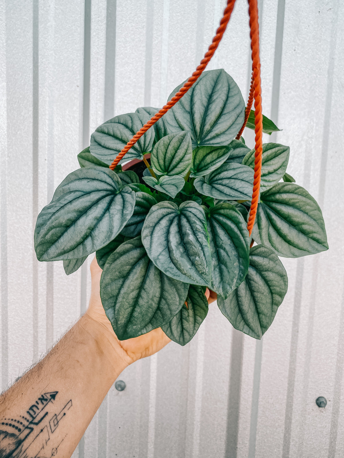 6" Peperomia 'frost' (Hanging Basket)