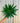 4" Pachypodium Lamerei 'Madagascar Palm'