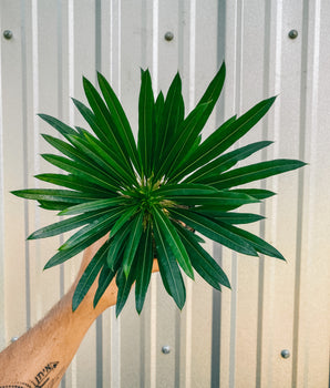 4" Pachypodium Lamerei 'Madagascar Palm'