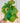 6" Begonia 'Paleata' (Hanging Basket)