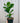 6" Ficus Lyrata 'Bambino'