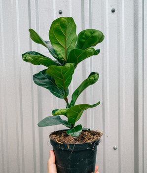 6" Ficus Lyrata 'Bambino'