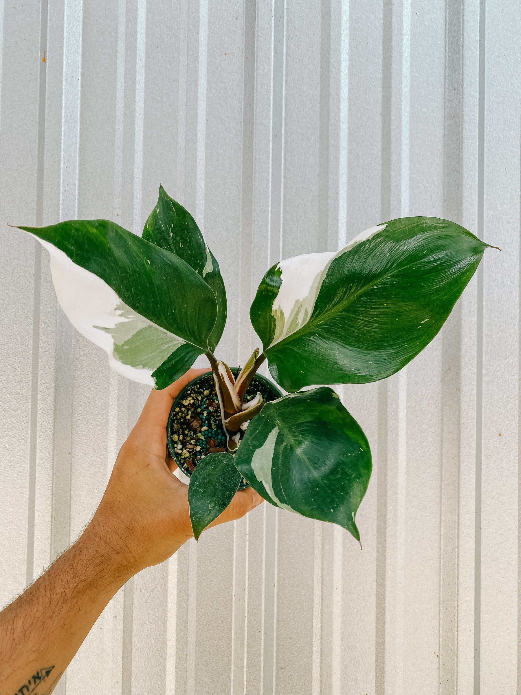 4" Philodendron 'White Knight'