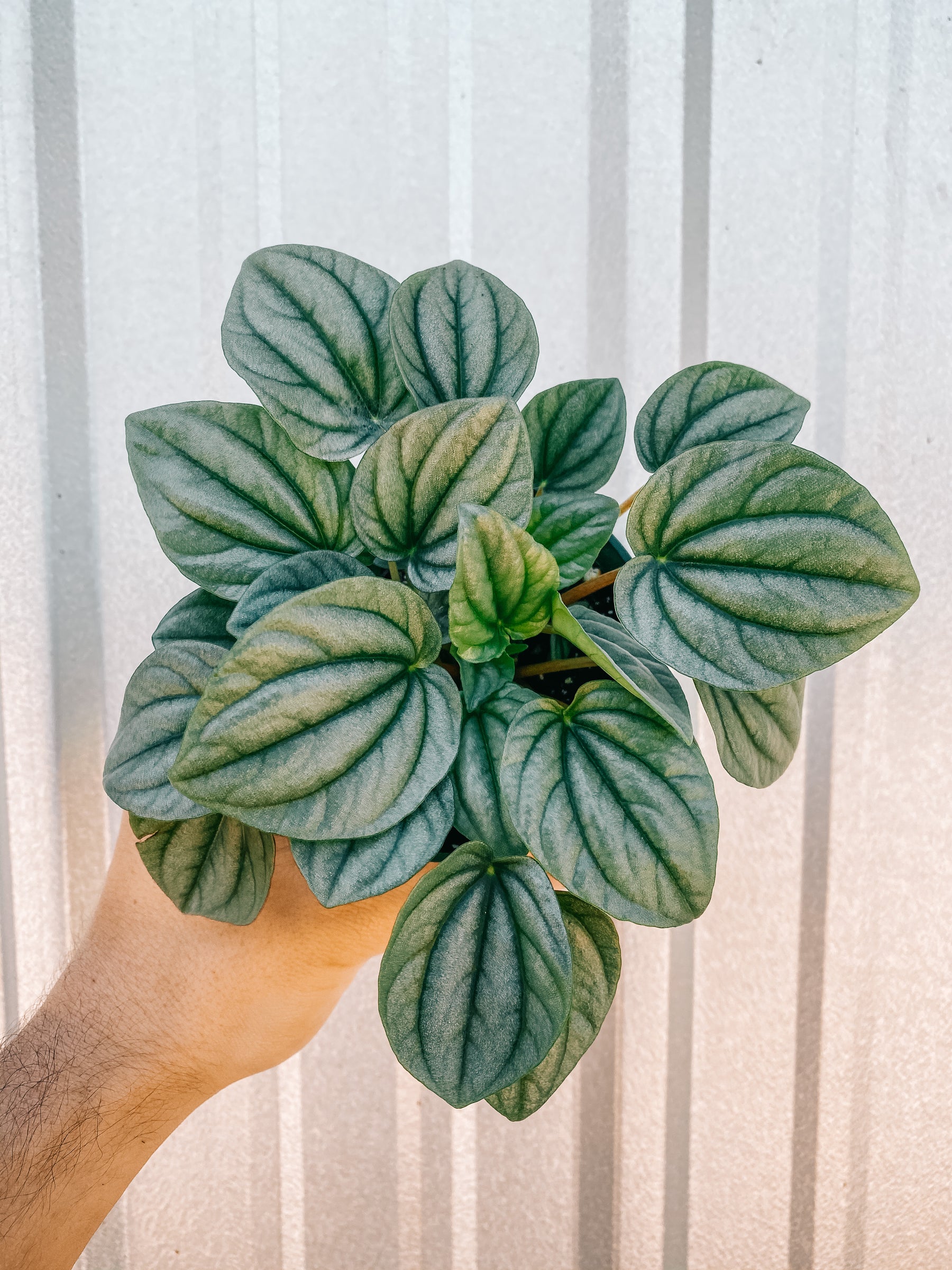4" Peperomia 'frost'
