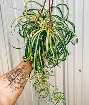 6" Spider Plant 'Curly Bonnie' (Hanging Basket)