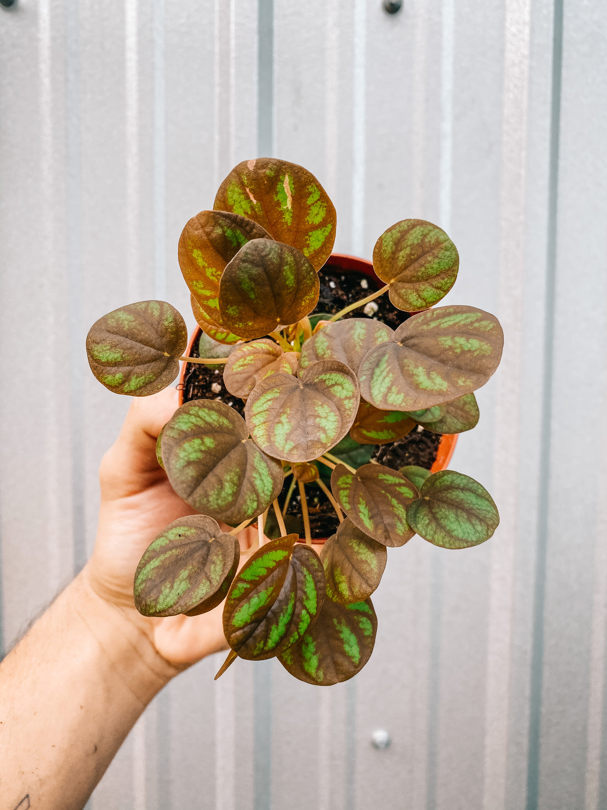 4" Peperomia 'Peppermill'