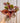 6" Begonia 'Lacey Closson'