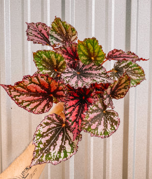 6" Begonia 'Lacey Closson'