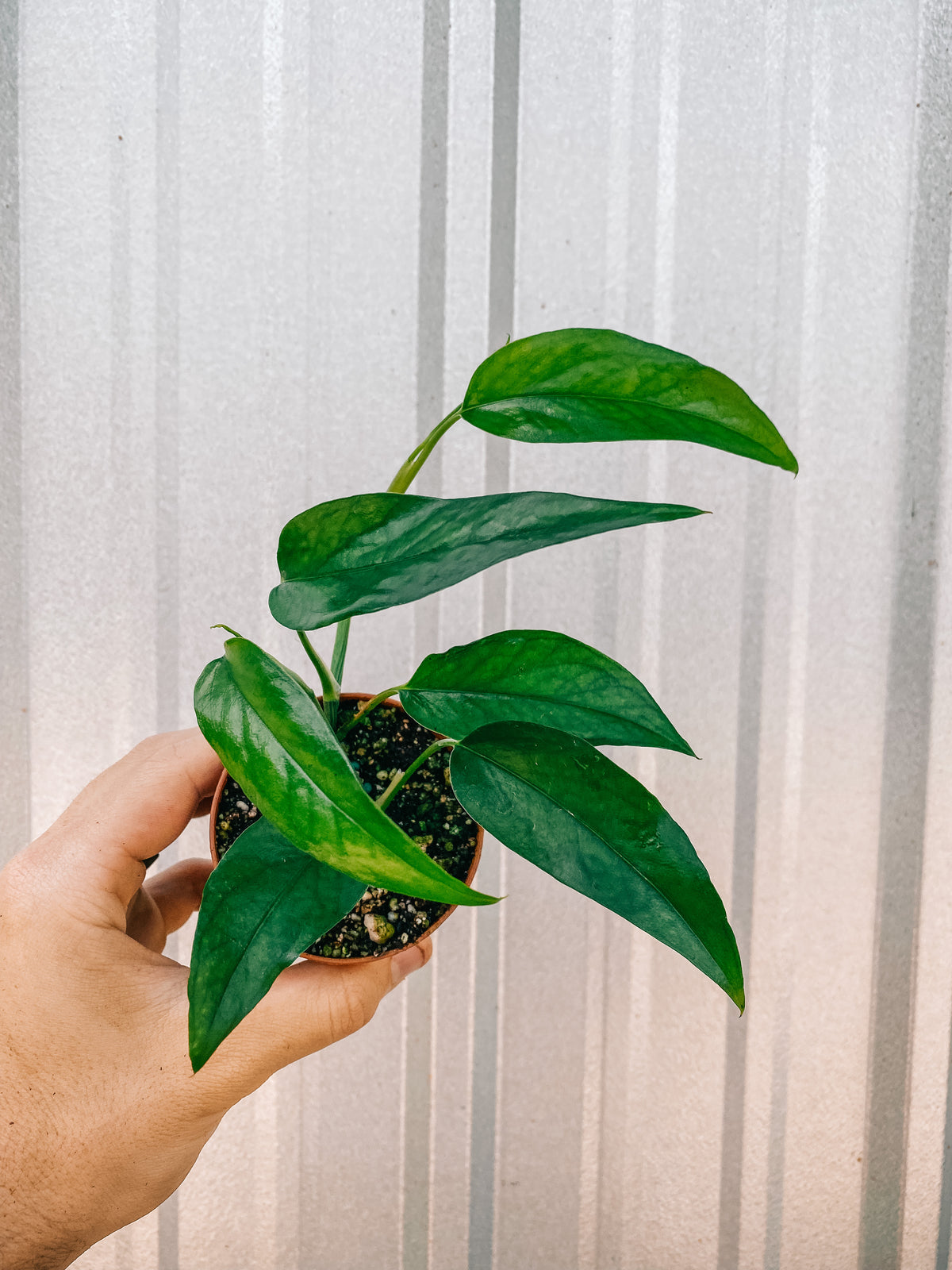 Epipremnum Pinnatum Neon 'Kujang's Flame' - Grown on Totem - 8 Pot –  Brumley & Bloom